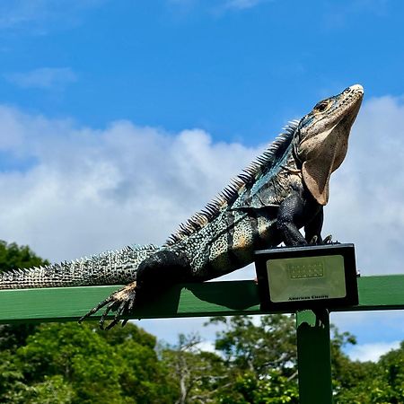 An Abundance Of Wildlife At Jungle Glory Home Abajo マヌエル・アントニオ エクステリア 写真