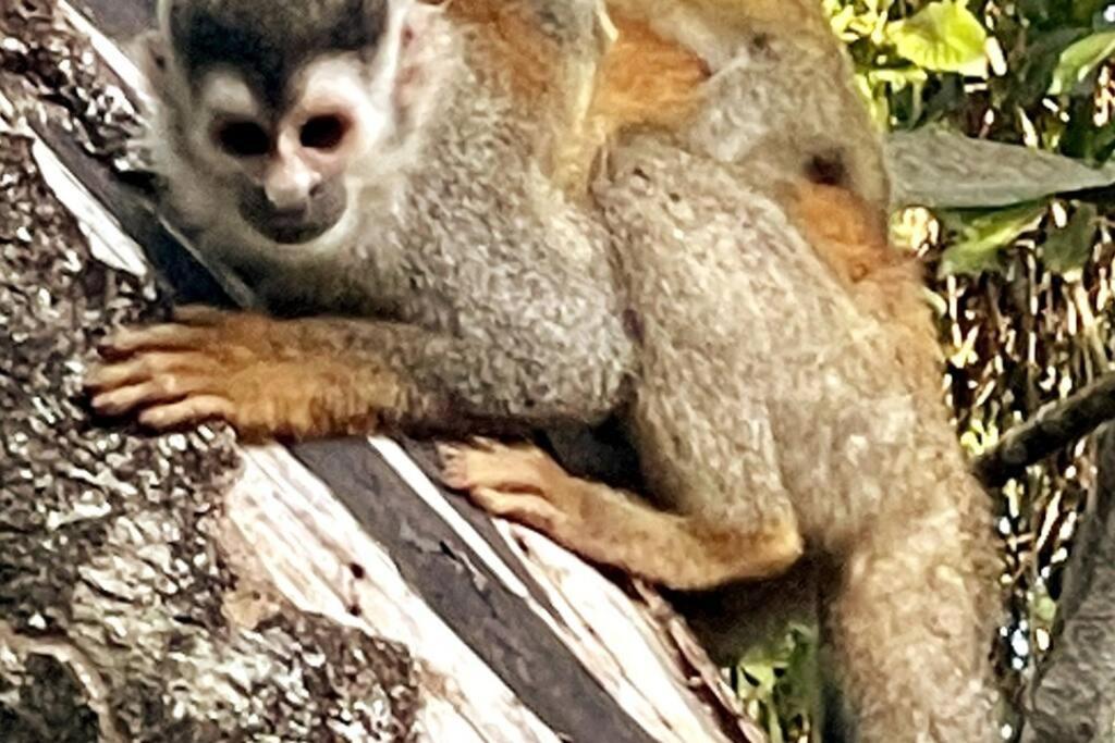 An Abundance Of Wildlife At Jungle Glory Home Abajo マヌエル・アントニオ エクステリア 写真