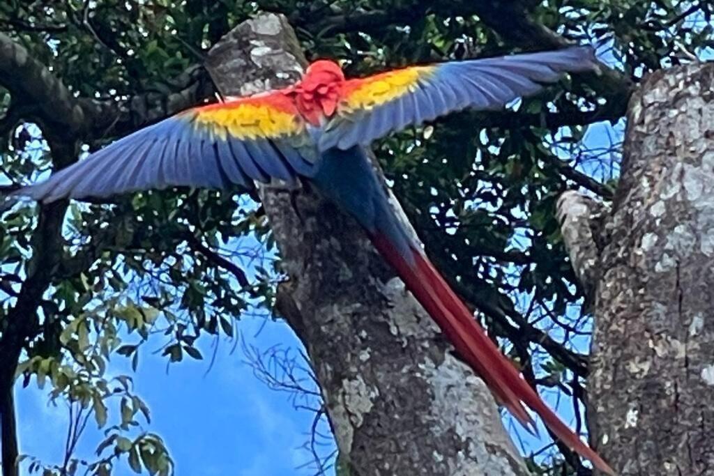 An Abundance Of Wildlife At Jungle Glory Home Abajo マヌエル・アントニオ エクステリア 写真