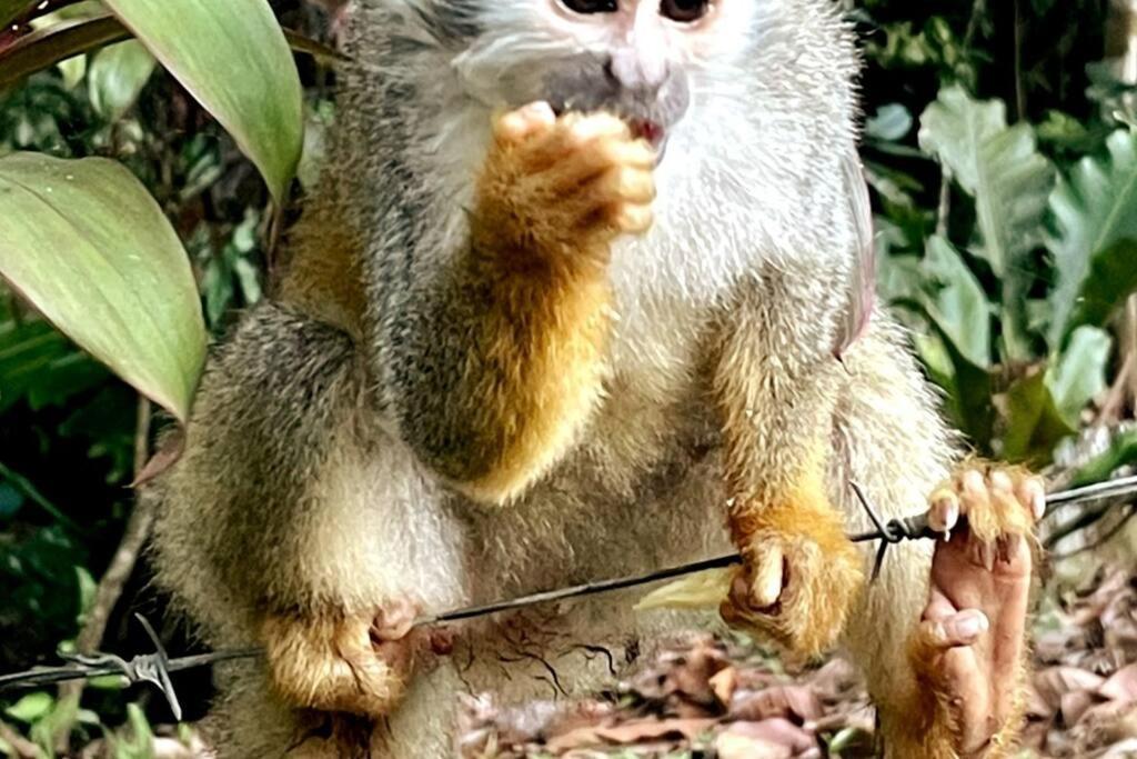 An Abundance Of Wildlife At Jungle Glory Home Abajo マヌエル・アントニオ エクステリア 写真