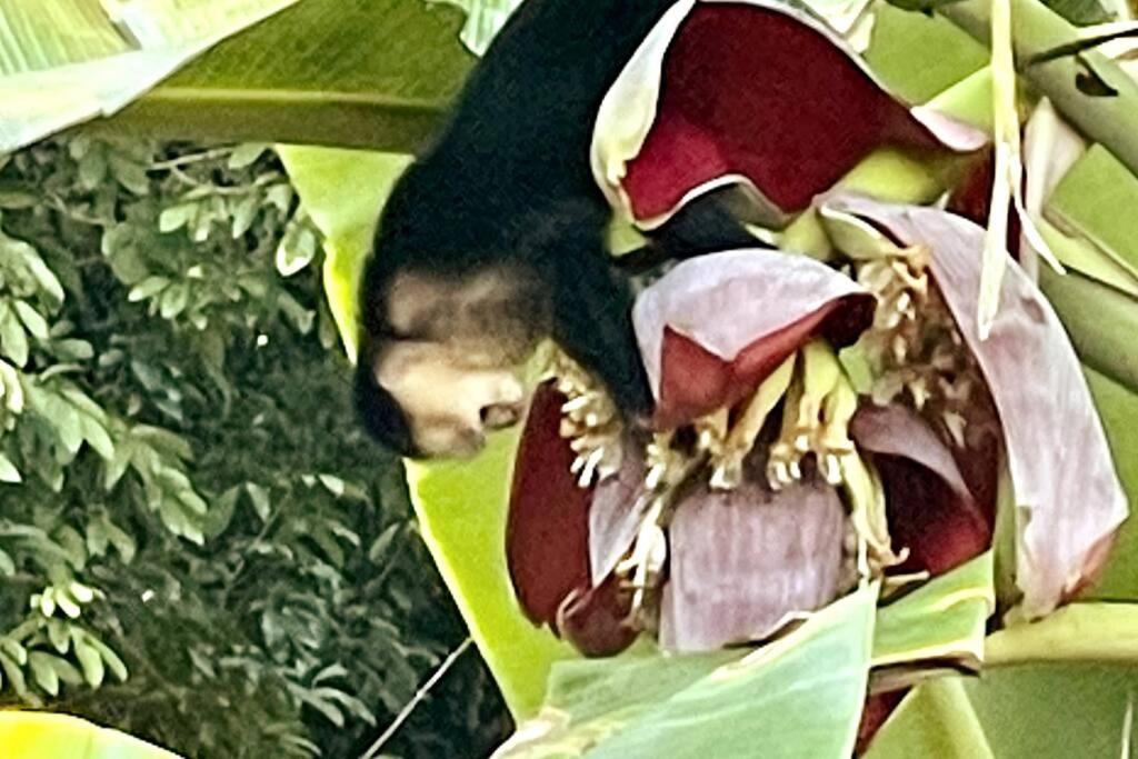 An Abundance Of Wildlife At Jungle Glory Home Abajo マヌエル・アントニオ エクステリア 写真