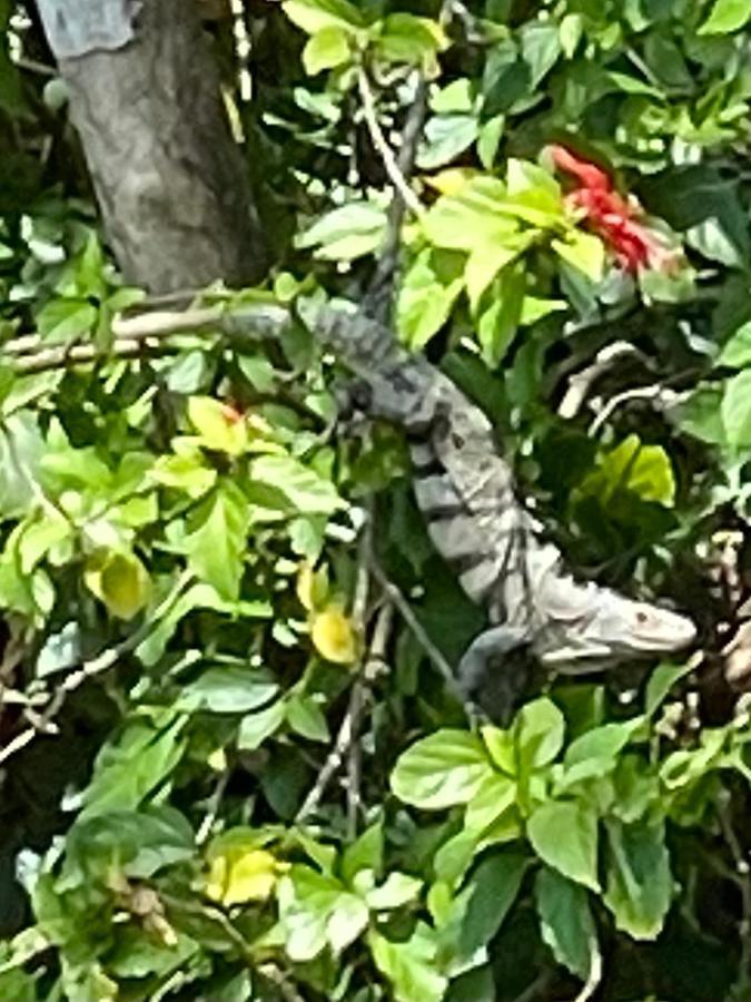 An Abundance Of Wildlife At Jungle Glory Home Abajo マヌエル・アントニオ エクステリア 写真