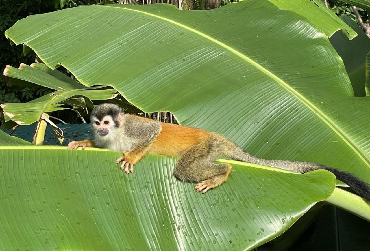 An Abundance Of Wildlife At Jungle Glory Home Abajo マヌエル・アントニオ エクステリア 写真