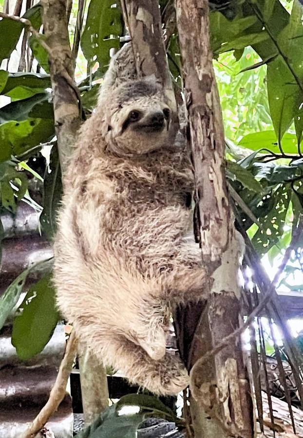 An Abundance Of Wildlife At Jungle Glory Home Abajo マヌエル・アントニオ エクステリア 写真