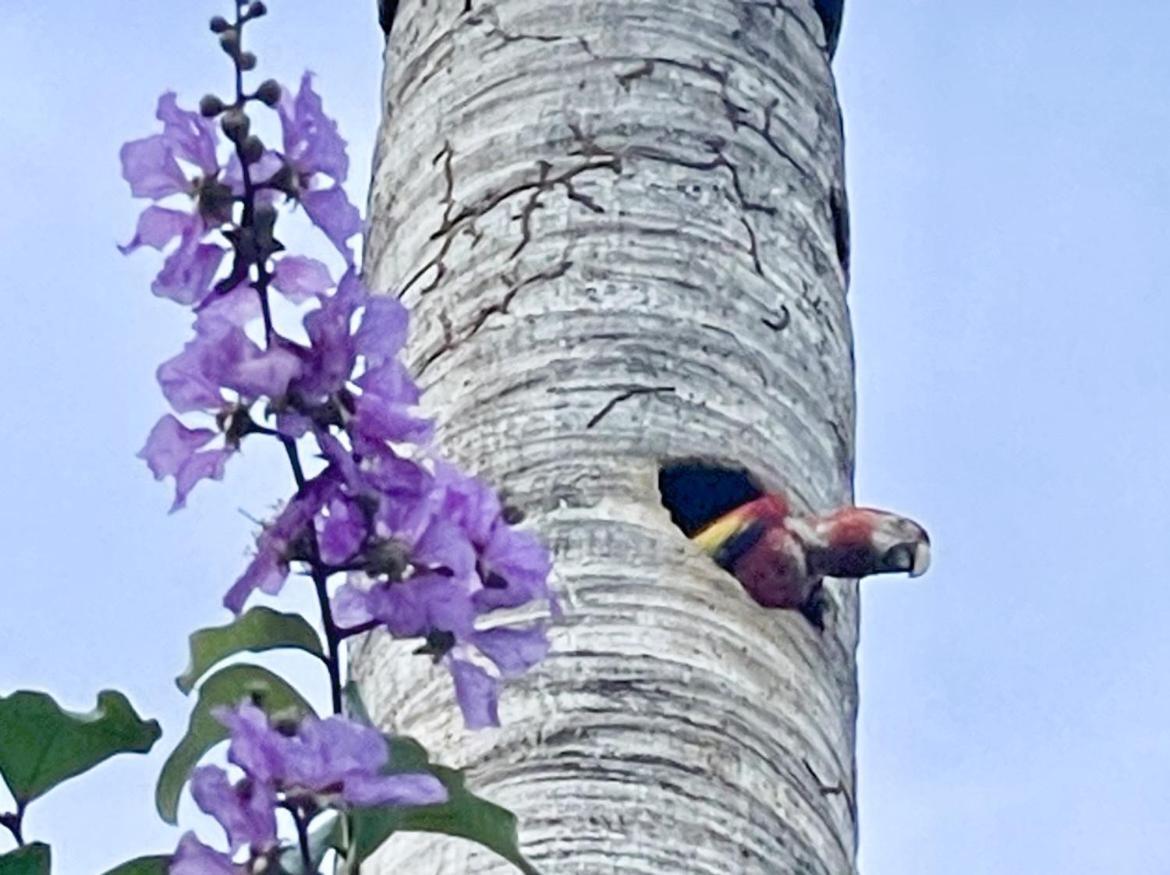 An Abundance Of Wildlife At Jungle Glory Home Abajo マヌエル・アントニオ エクステリア 写真