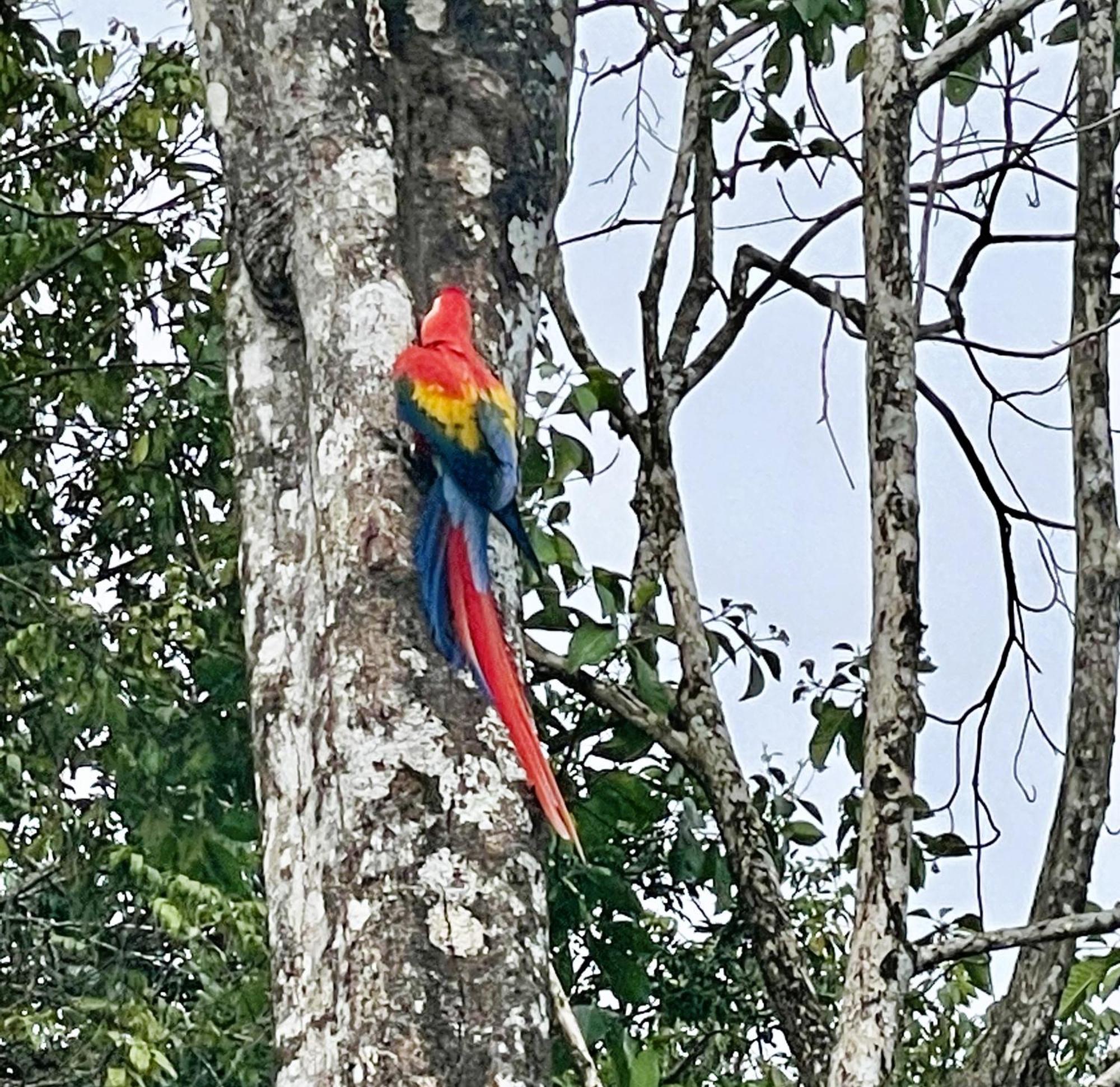 An Abundance Of Wildlife At Jungle Glory Home Abajo マヌエル・アントニオ エクステリア 写真
