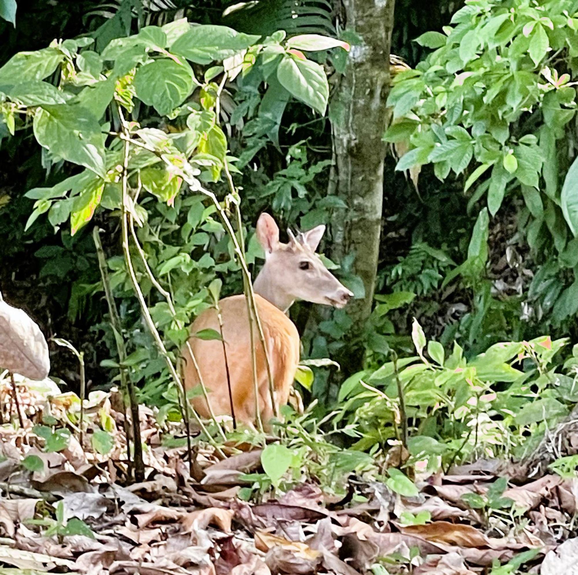 An Abundance Of Wildlife At Jungle Glory Home Abajo マヌエル・アントニオ エクステリア 写真