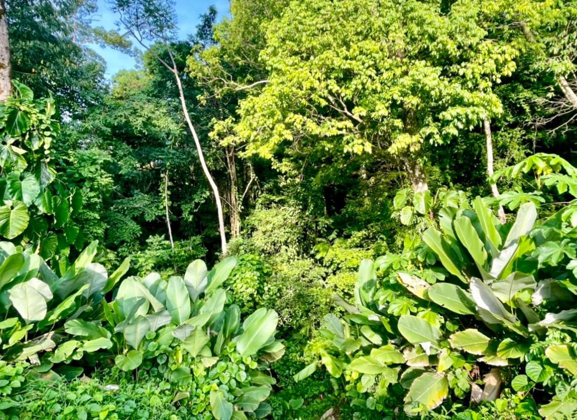 An Abundance Of Wildlife At Jungle Glory Home Abajo マヌエル・アントニオ エクステリア 写真