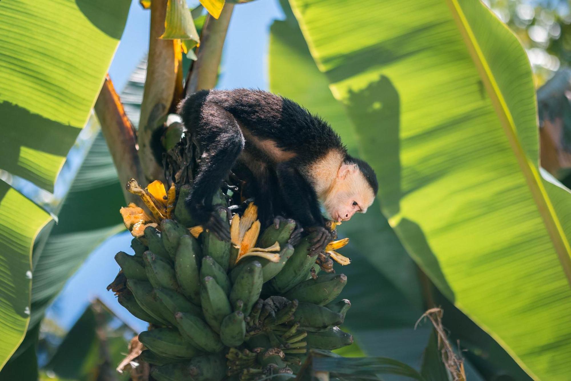 An Abundance Of Wildlife At Jungle Glory Home Abajo マヌエル・アントニオ エクステリア 写真