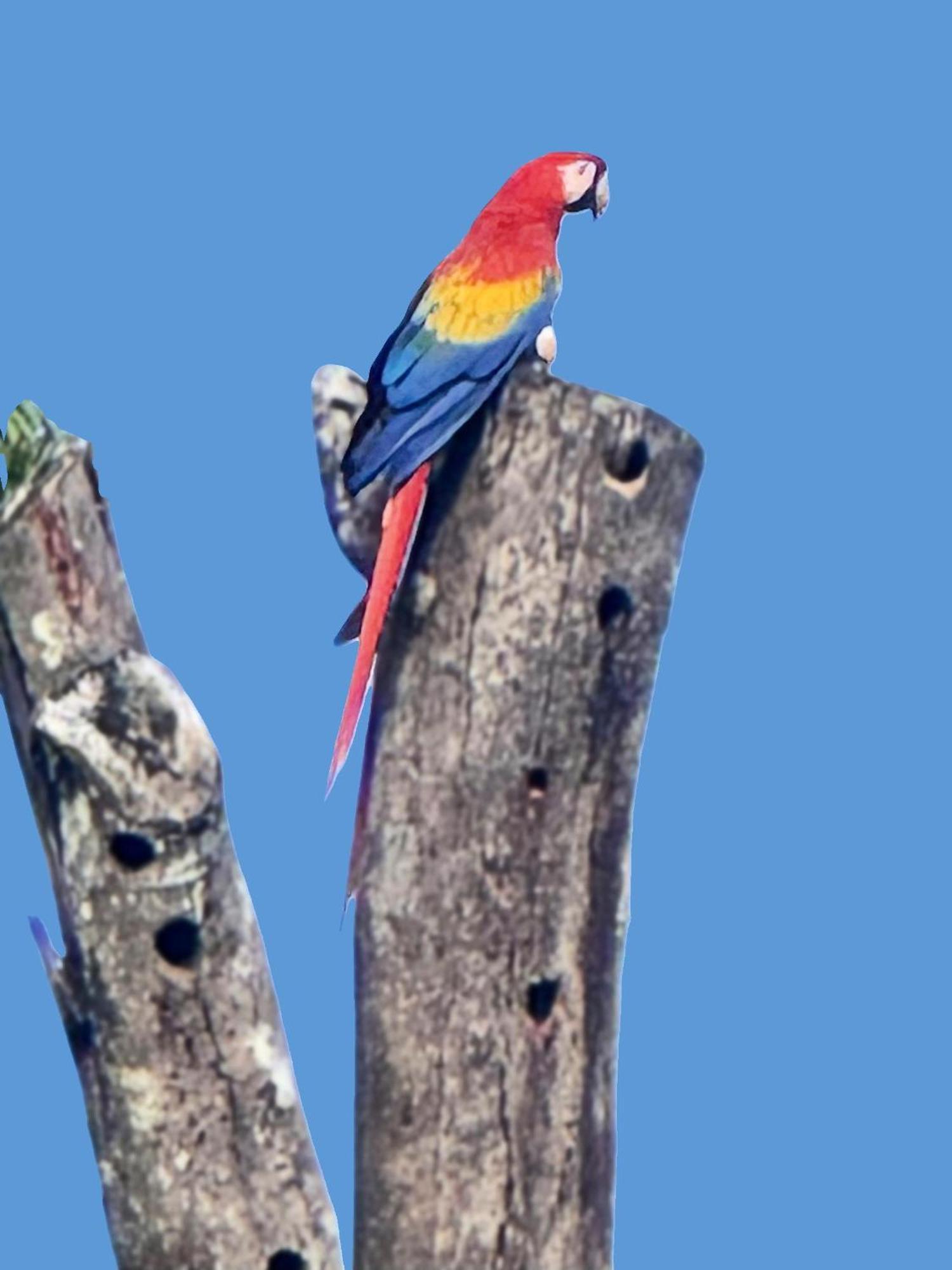 An Abundance Of Wildlife At Jungle Glory Home Abajo マヌエル・アントニオ エクステリア 写真