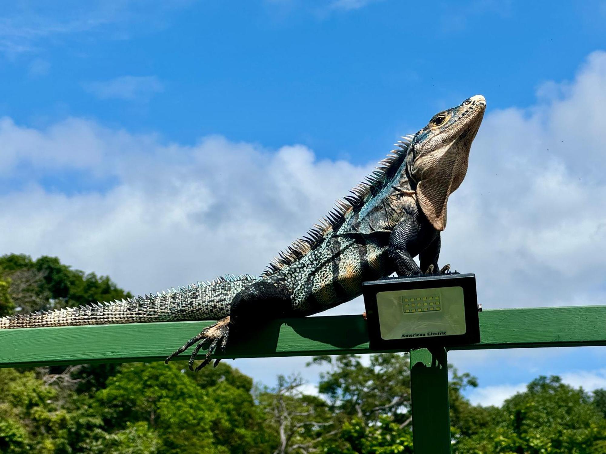 An Abundance Of Wildlife At Jungle Glory Home Abajo マヌエル・アントニオ エクステリア 写真