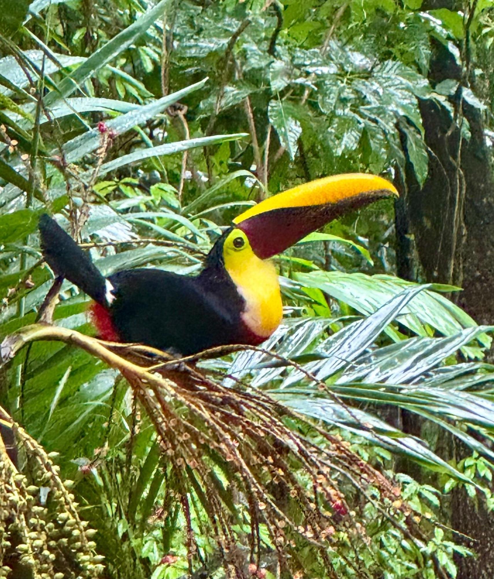 An Abundance Of Wildlife At Jungle Glory Home Abajo マヌエル・アントニオ エクステリア 写真